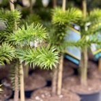 Araukária andská (Araucaria araucana) - výška 25-35 cm; kont. C3L (-15°C)